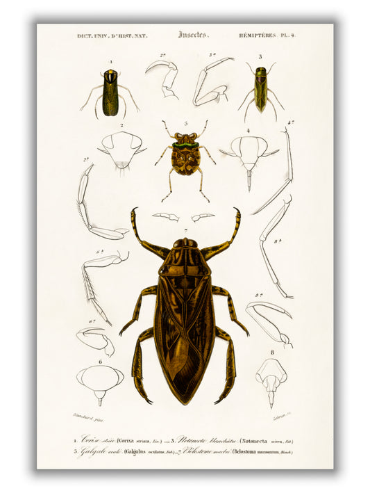 Natural History - Different types of Insects 8