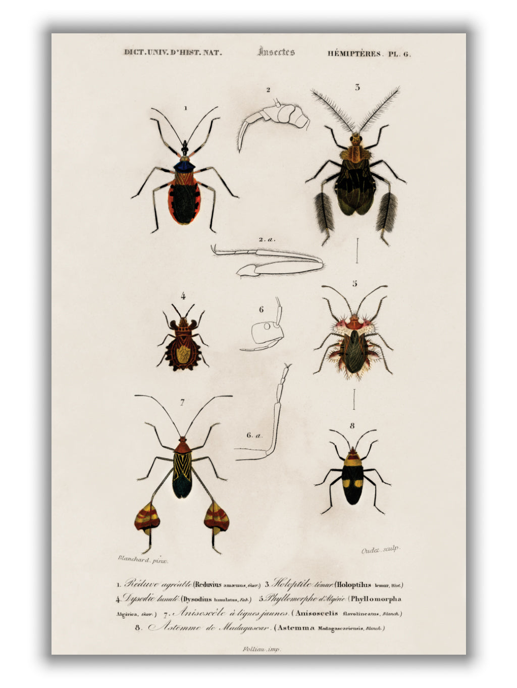 Natural History - Different types of Insects 9
