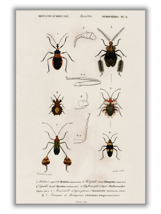 Natural History - Different types of Insects 9