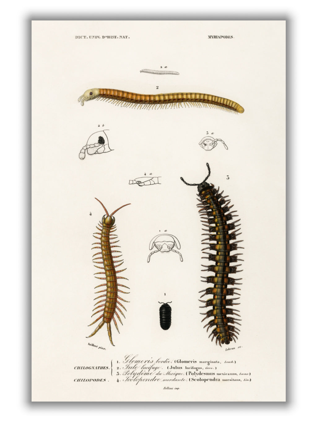 Natural History - Different types of Millipeds