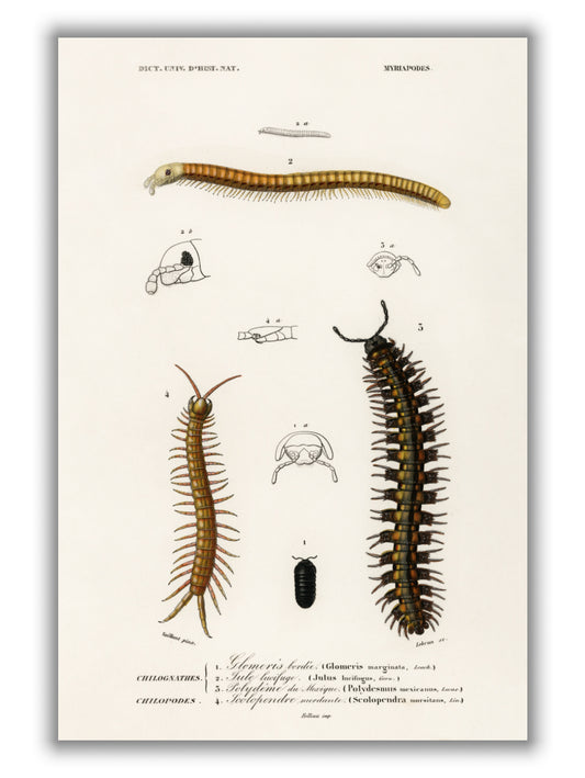 Natural History - Different types of Millipeds