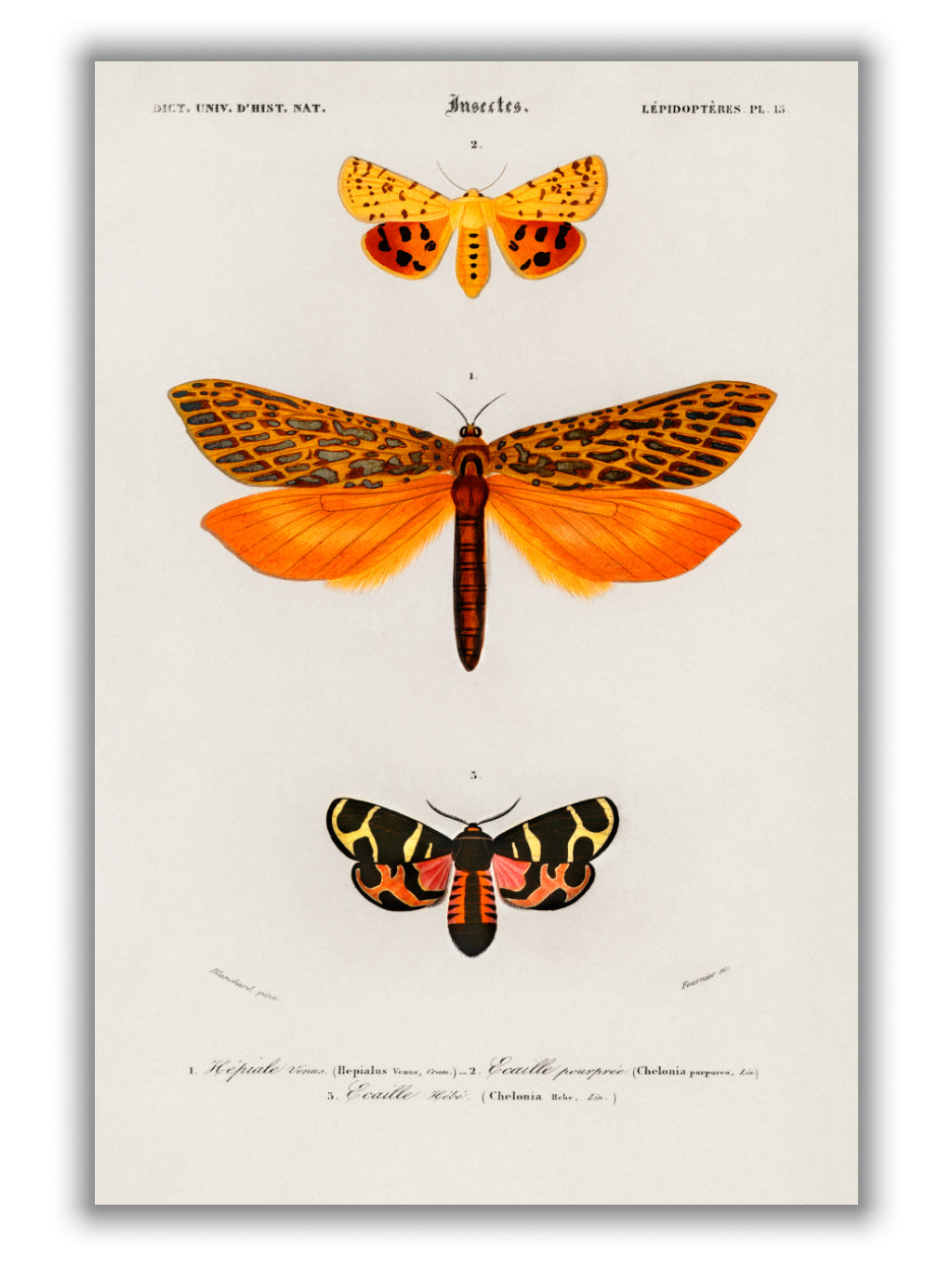 Natural History - Different types of Moths 1
