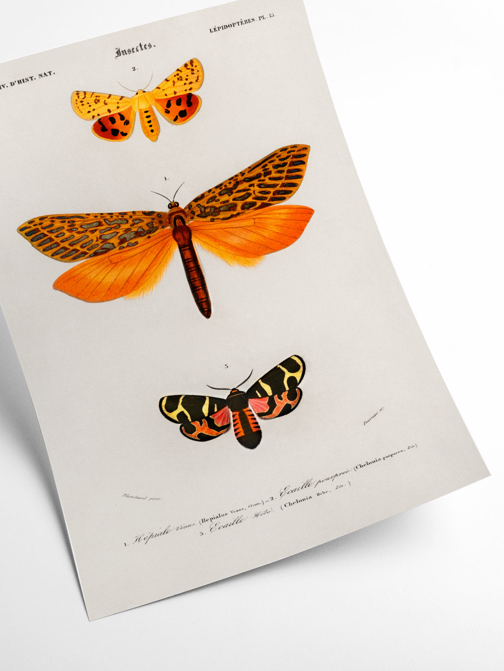 Natural History - Different types of Moths 1