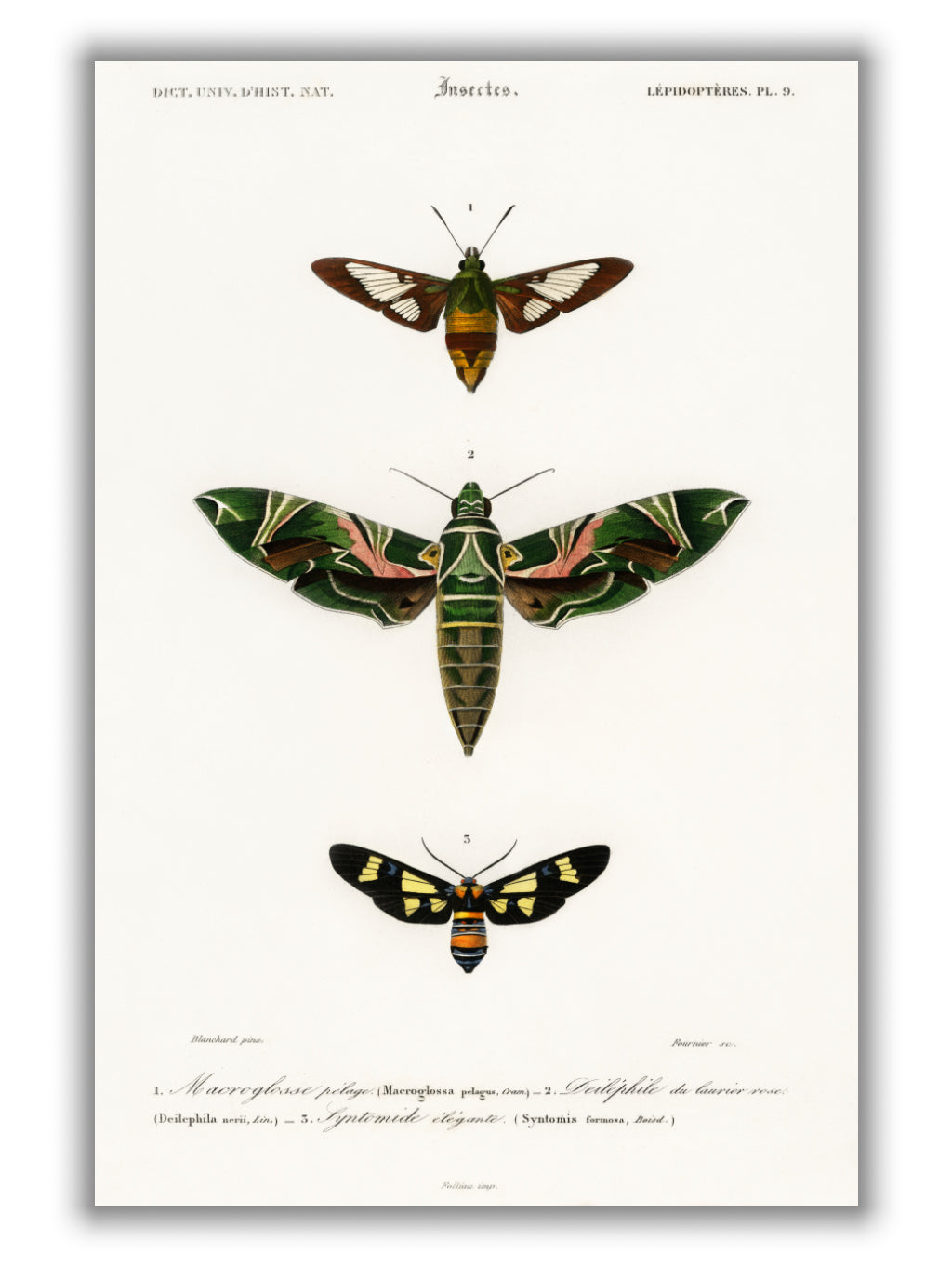 Natural History - Different types of Moths 2