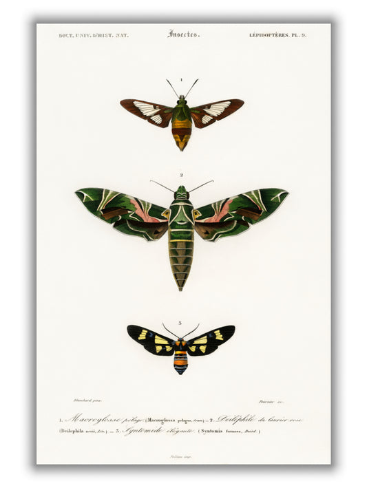 Natural History - Different types of Moths 2