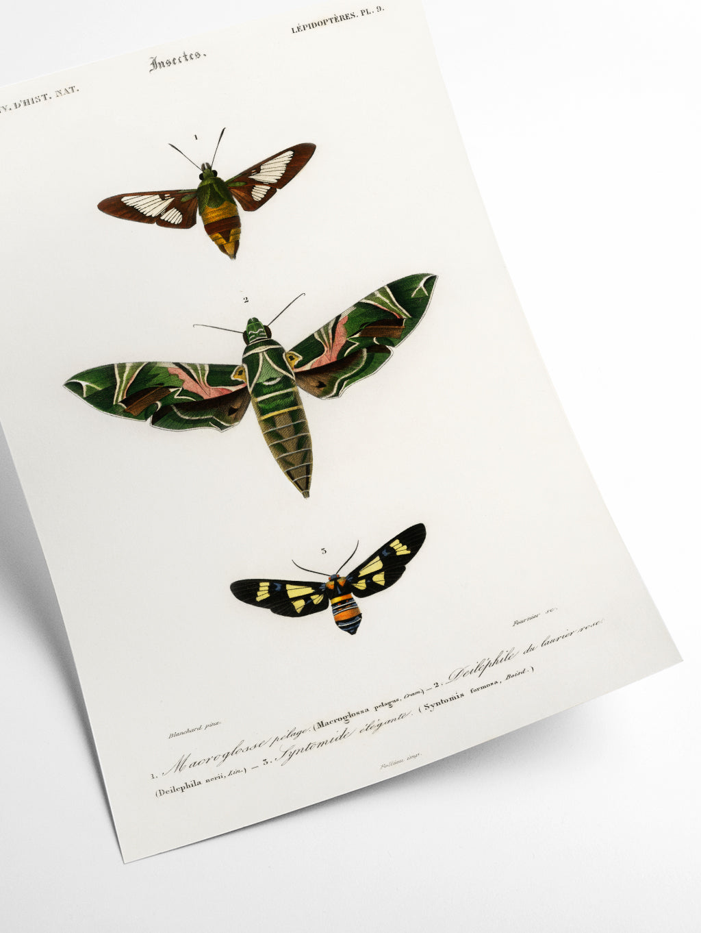 Natural History - Different types of Moths 2