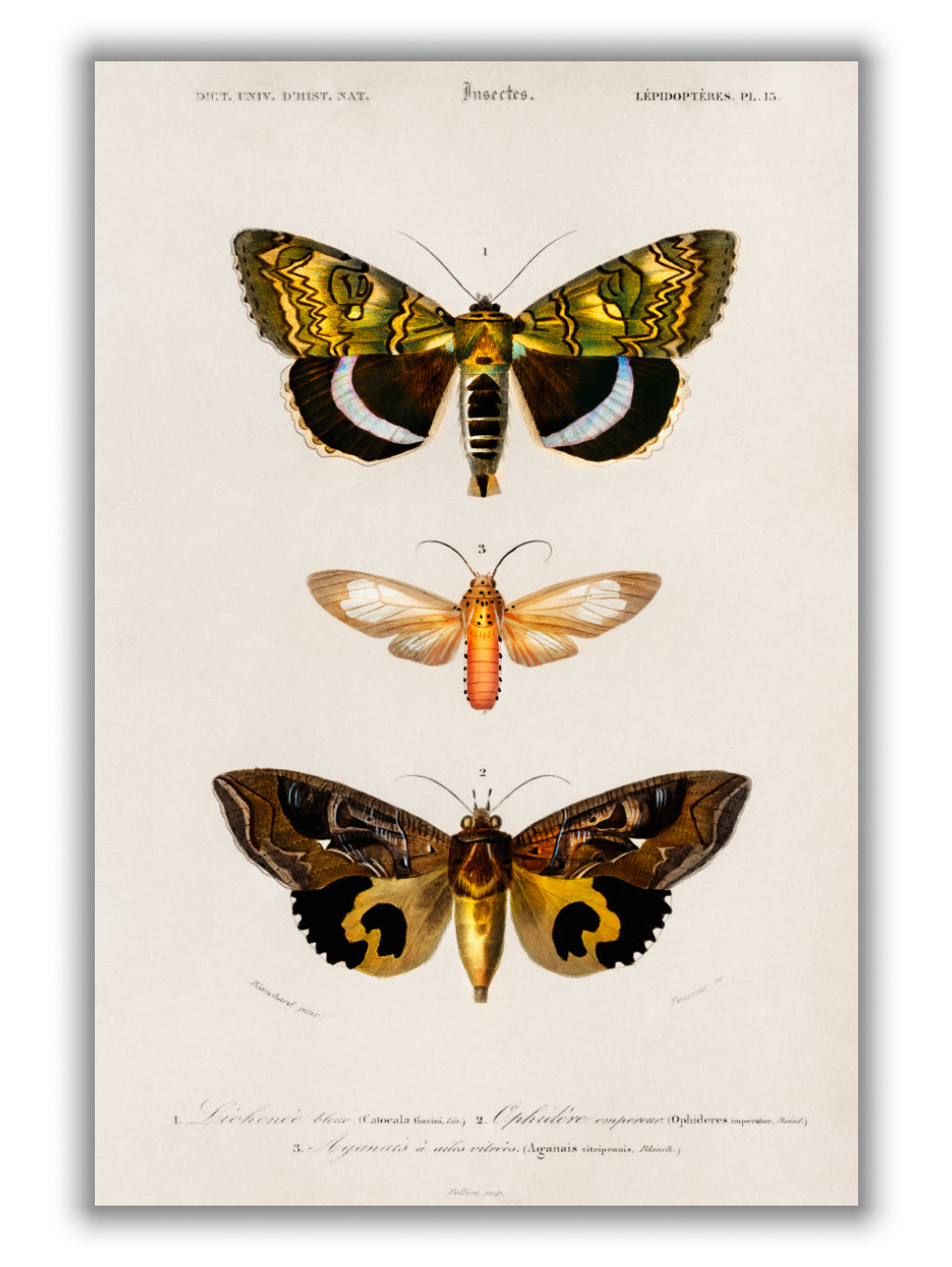 Natural History - Different types of Moths 3