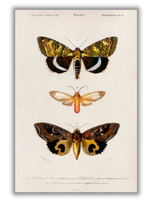 Natural History - Different types of Moths 3