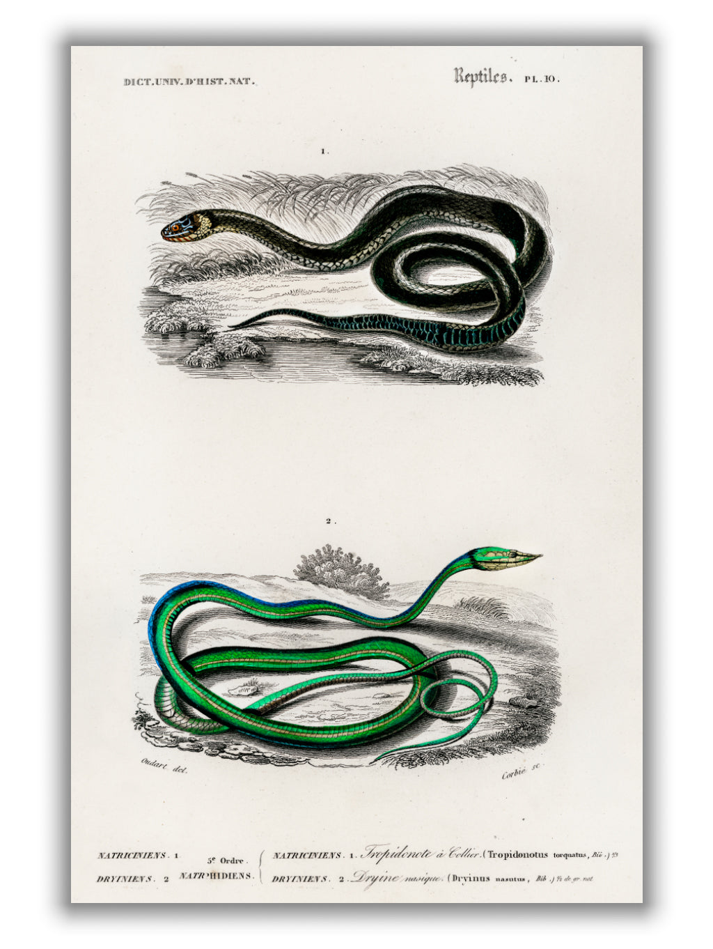 Natural History - Different types of Snakes 5