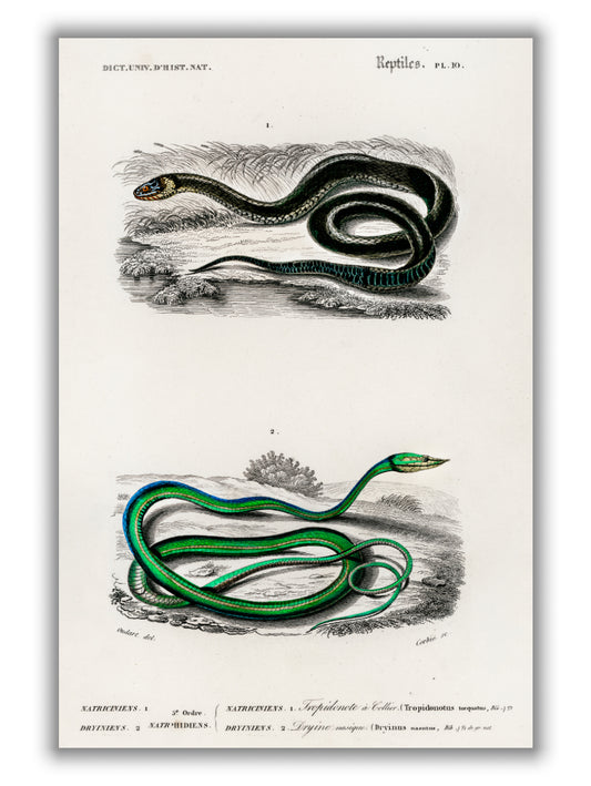 Natural History - Different types of Snakes 5