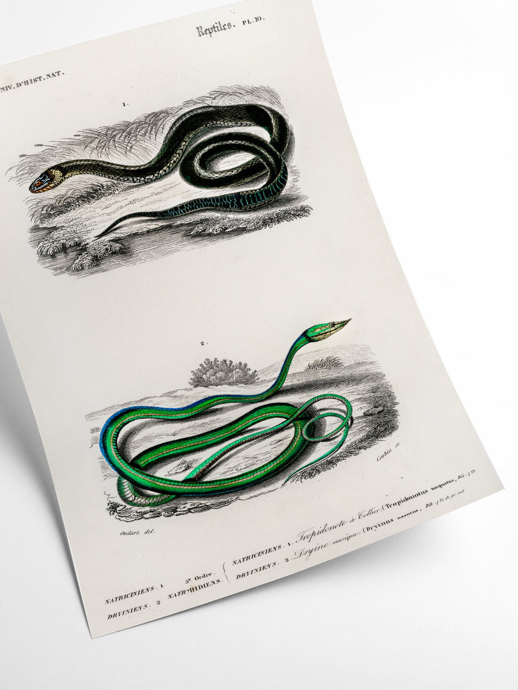 Natural History - Different types of Snakes 5