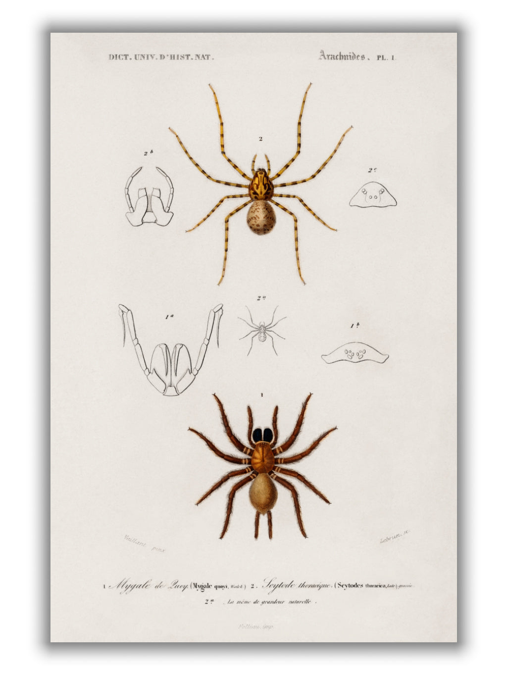 Natural History - Different types of Spiders