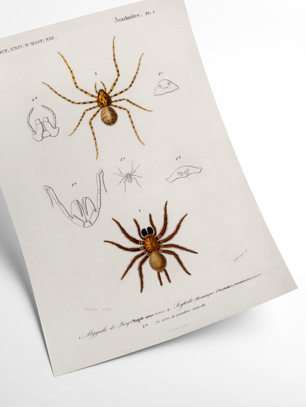 Natural History - Different types of Spiders