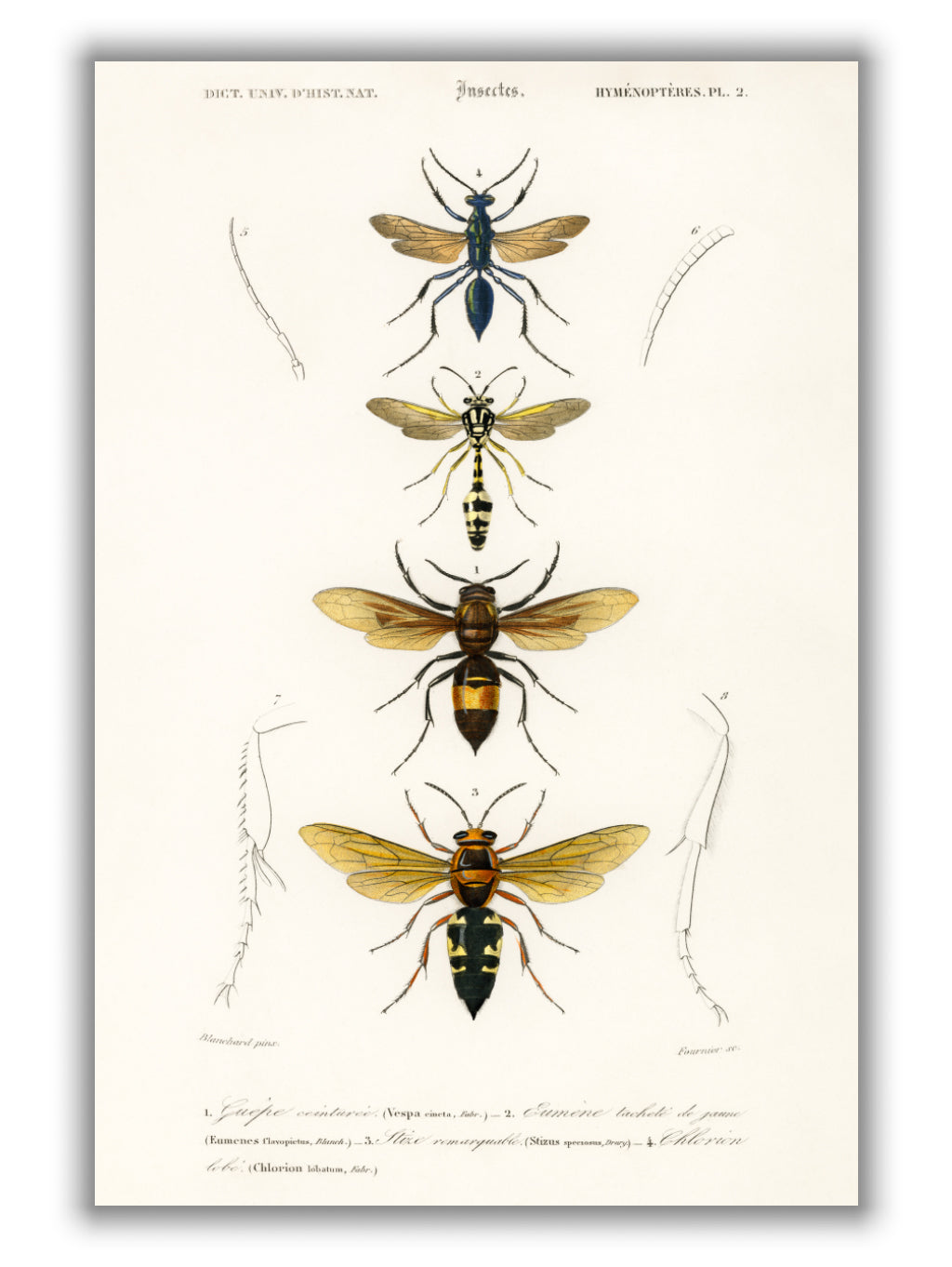 Natural History - Different types of Wasps