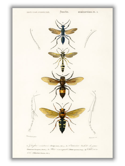 Natural History - Different types of Wasps
