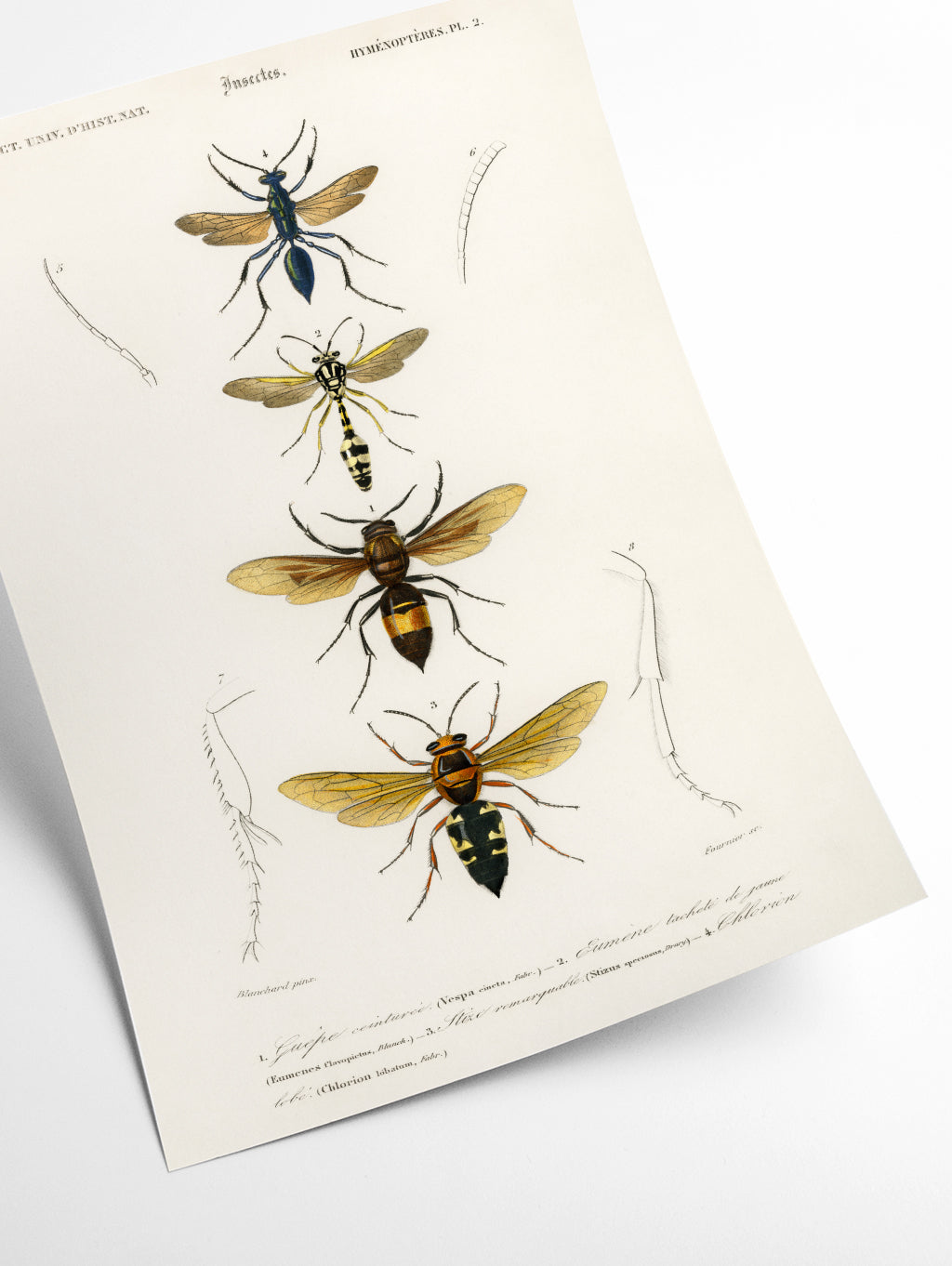 Natural History - Different types of Wasps