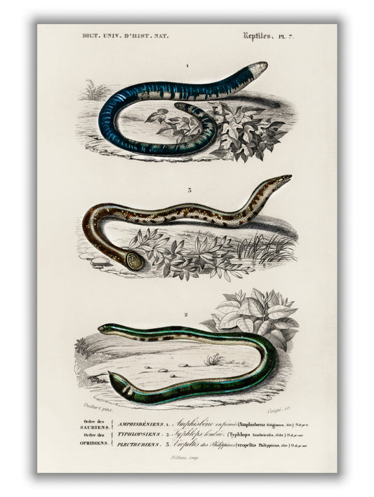 Natural History - Various snakes