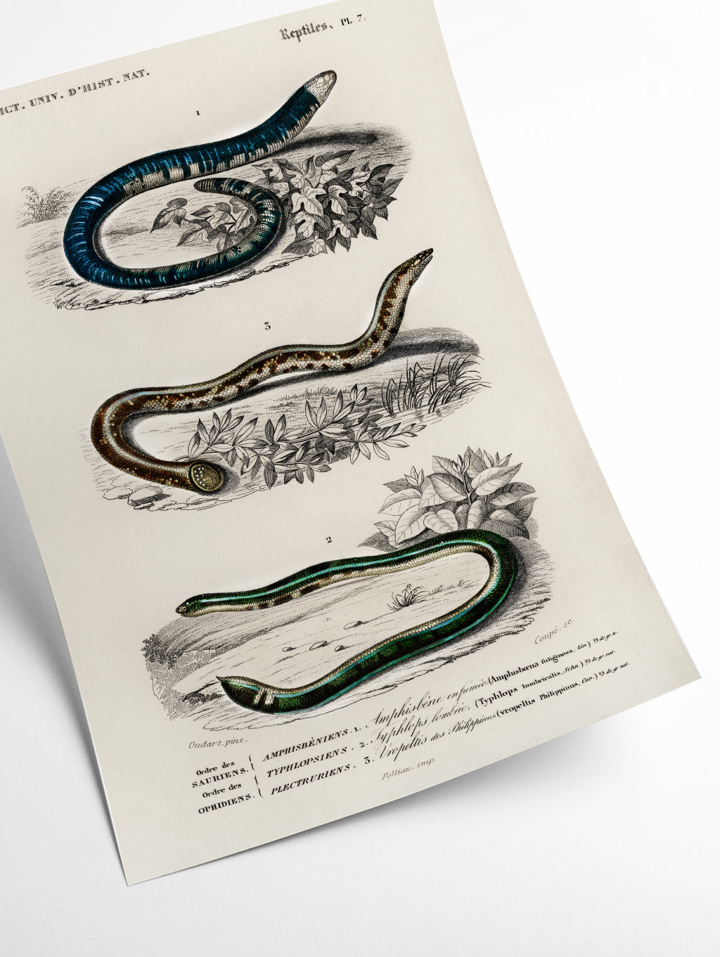 Natural History - Various snakes
