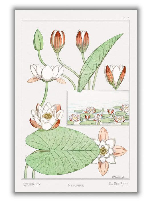 Nénuphar (water lilies) by Maurice Pillard Verneuil