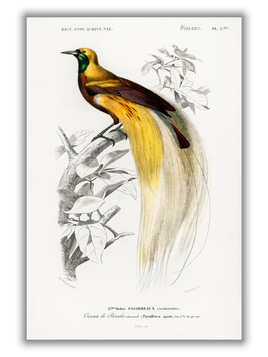 Paradisaea Apoda