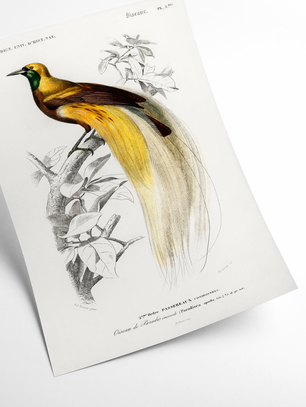 Paradisaea Apoda