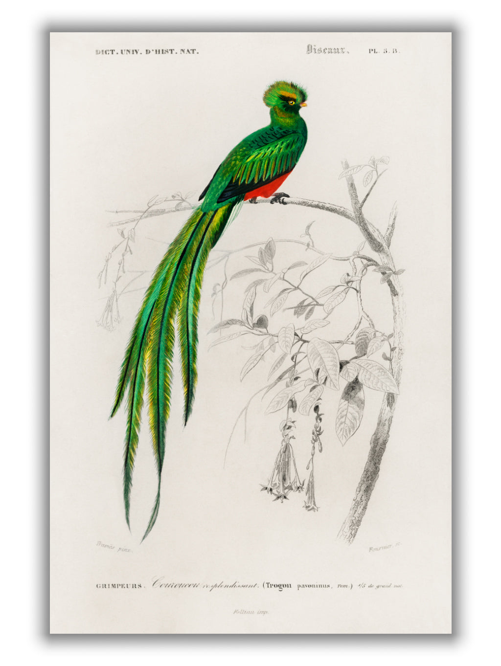 Pavonine quetzal