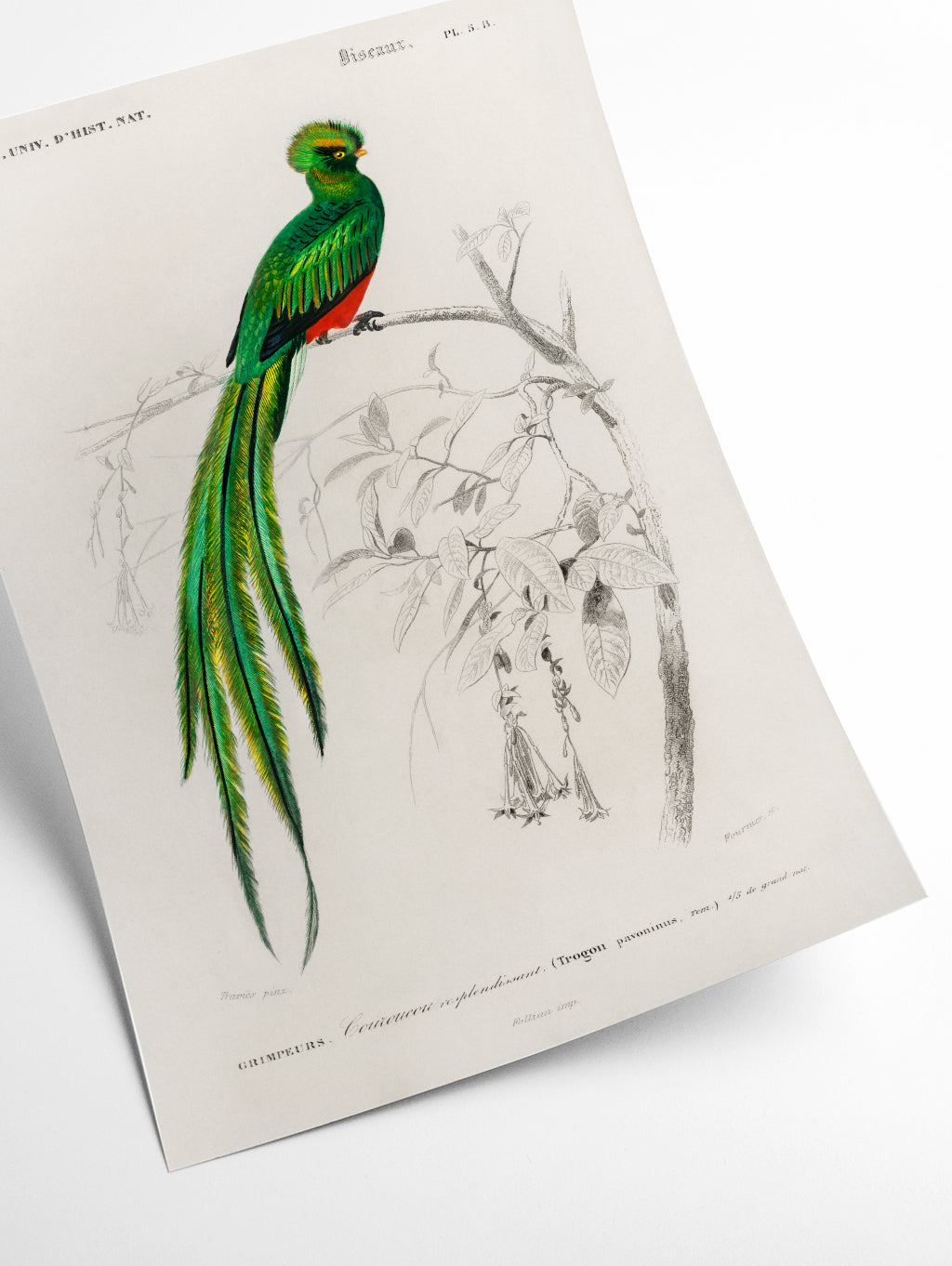 Pavonine quetzal