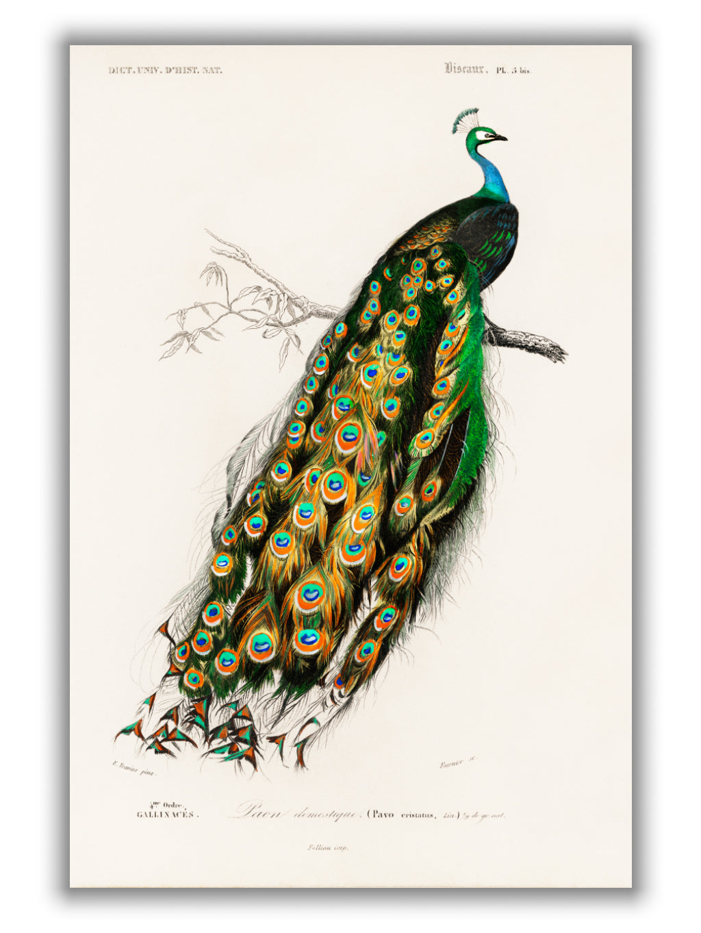 Peacock Illustration