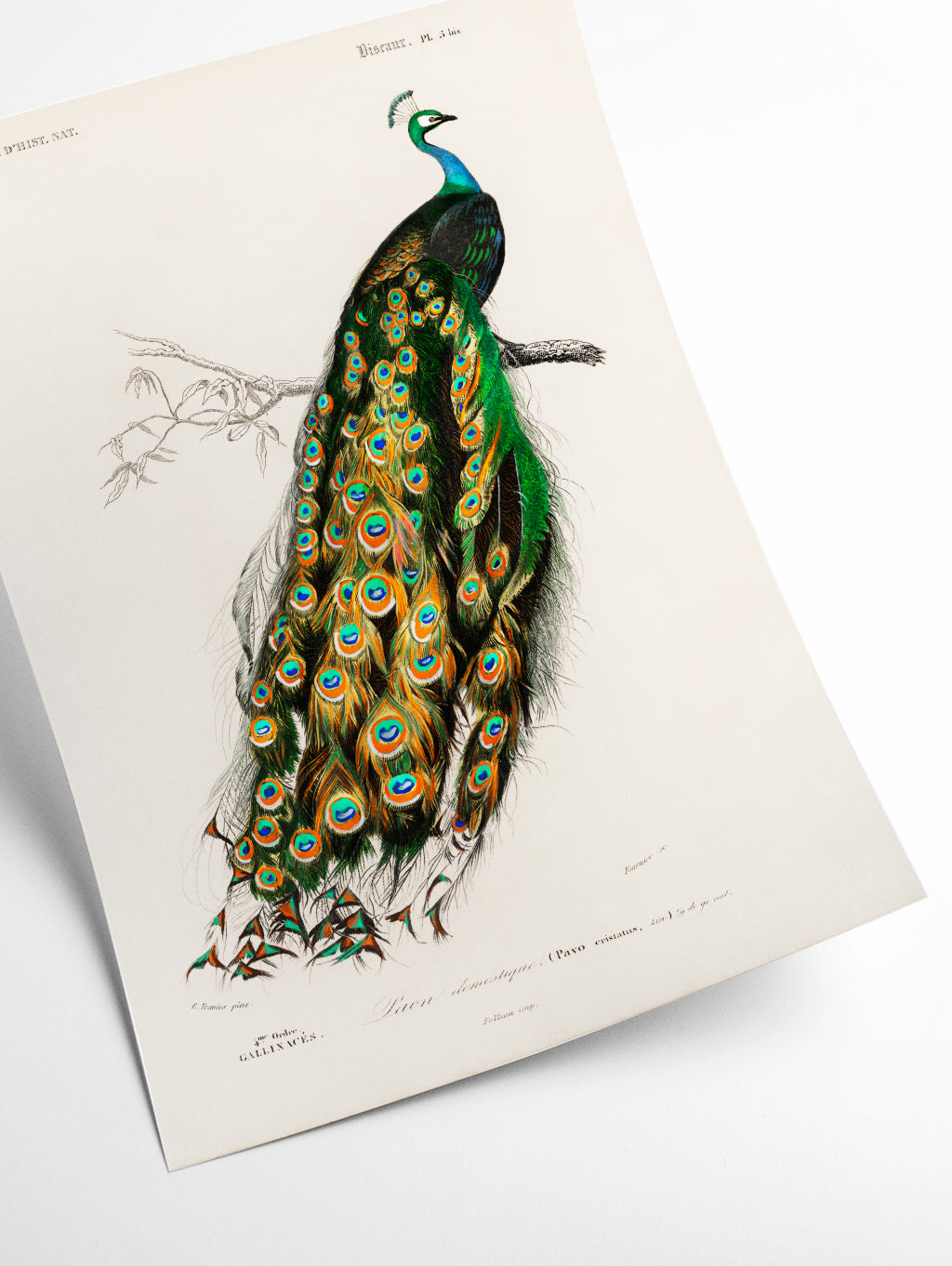 Peacock Illustration