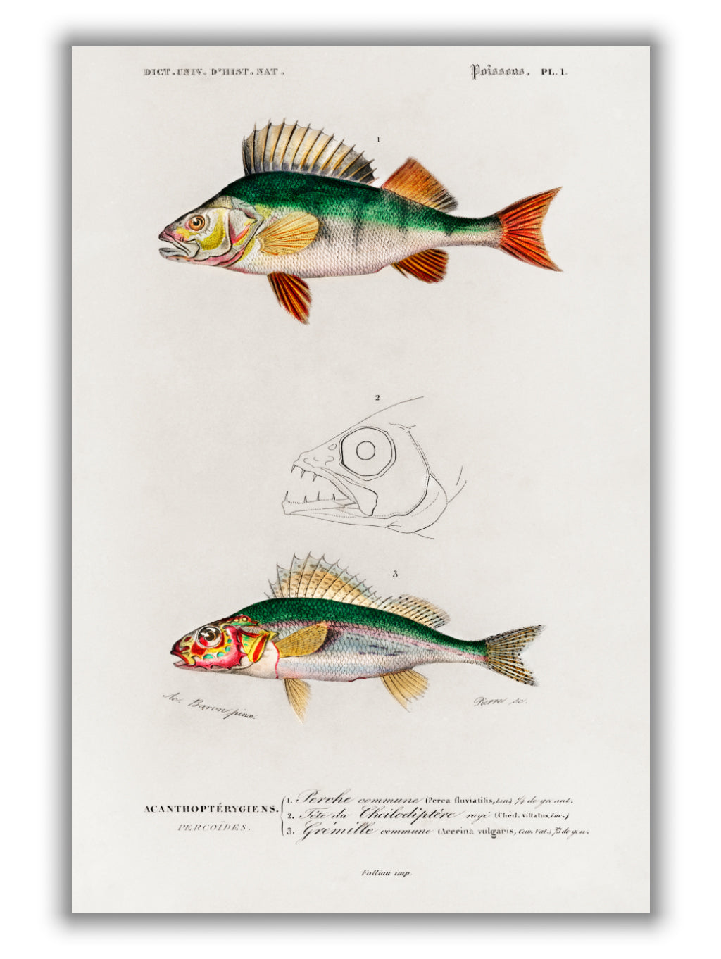 Perca fluviatilis and Gymnocephalus