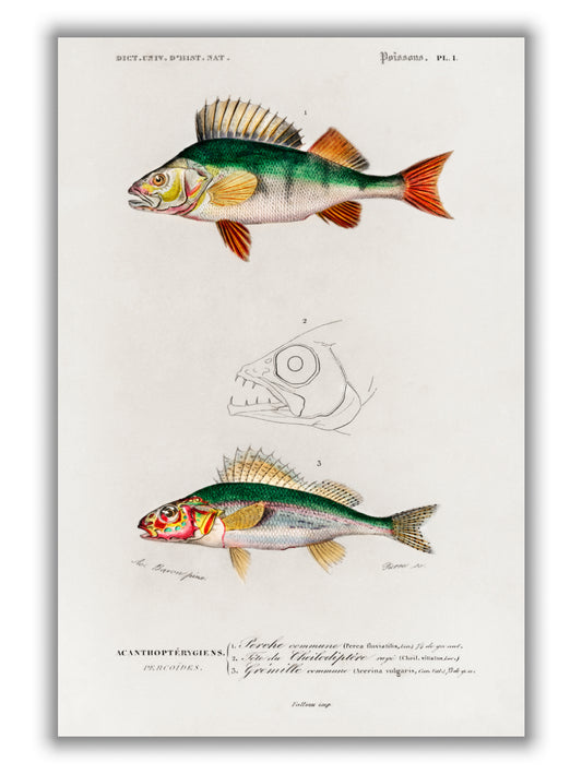 Perca fluviatilis and Gymnocephalus
