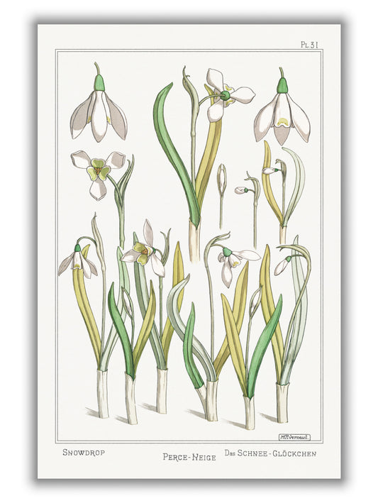 Perce–neige (snowdrops) by Maurice Pillard Verneuil