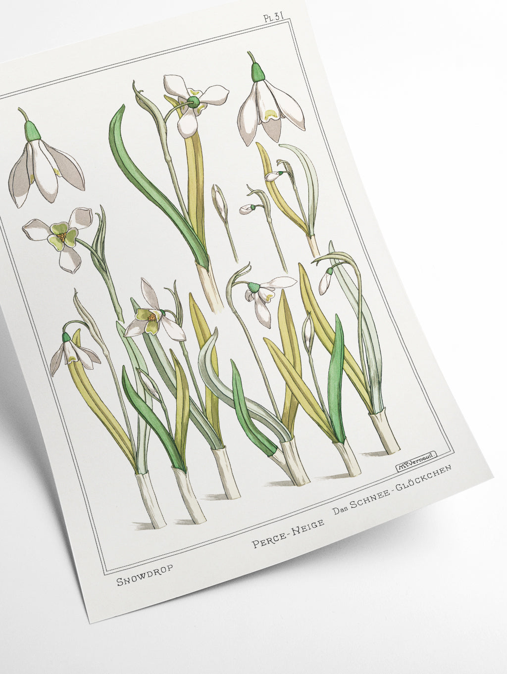 Perce–neige (snowdrops) by Maurice Pillard Verneuil