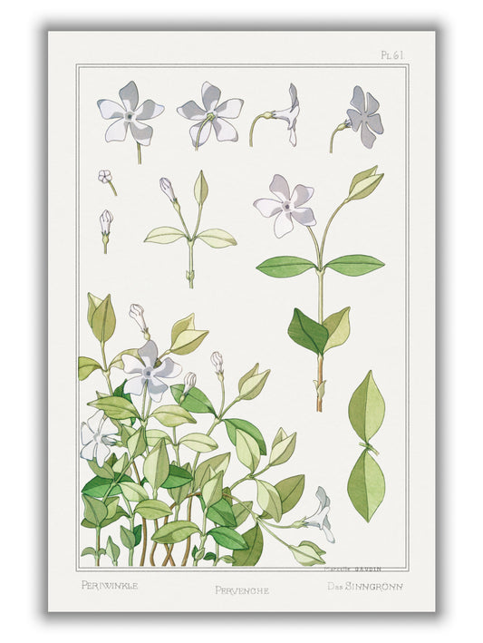Pervenche (periwinkle) by Maurice Pillard Verneuil