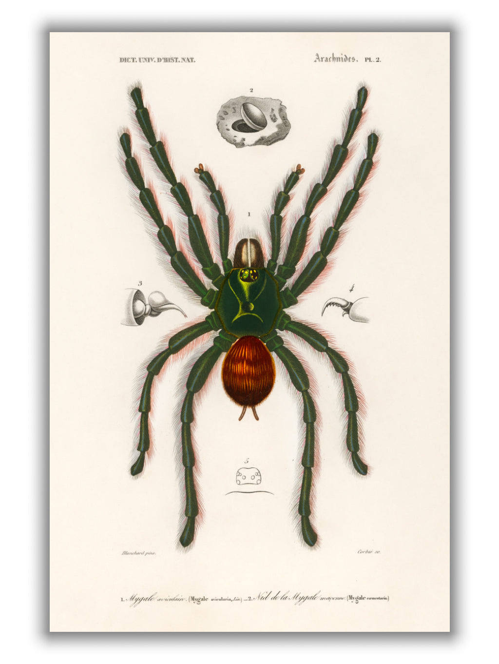 Pinktoe tarantula