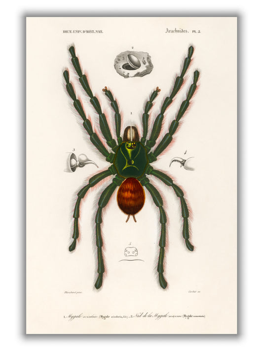 Pinktoe tarantula