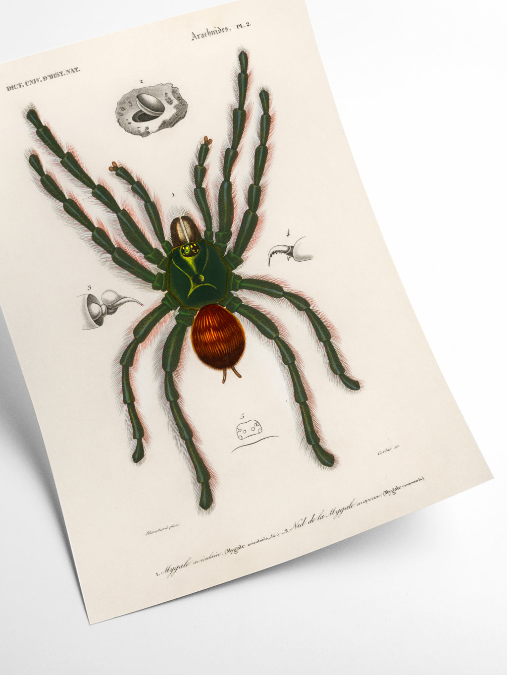 Pinktoe tarantula