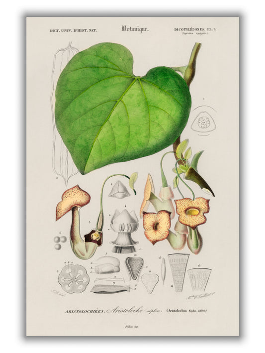 Pipevine