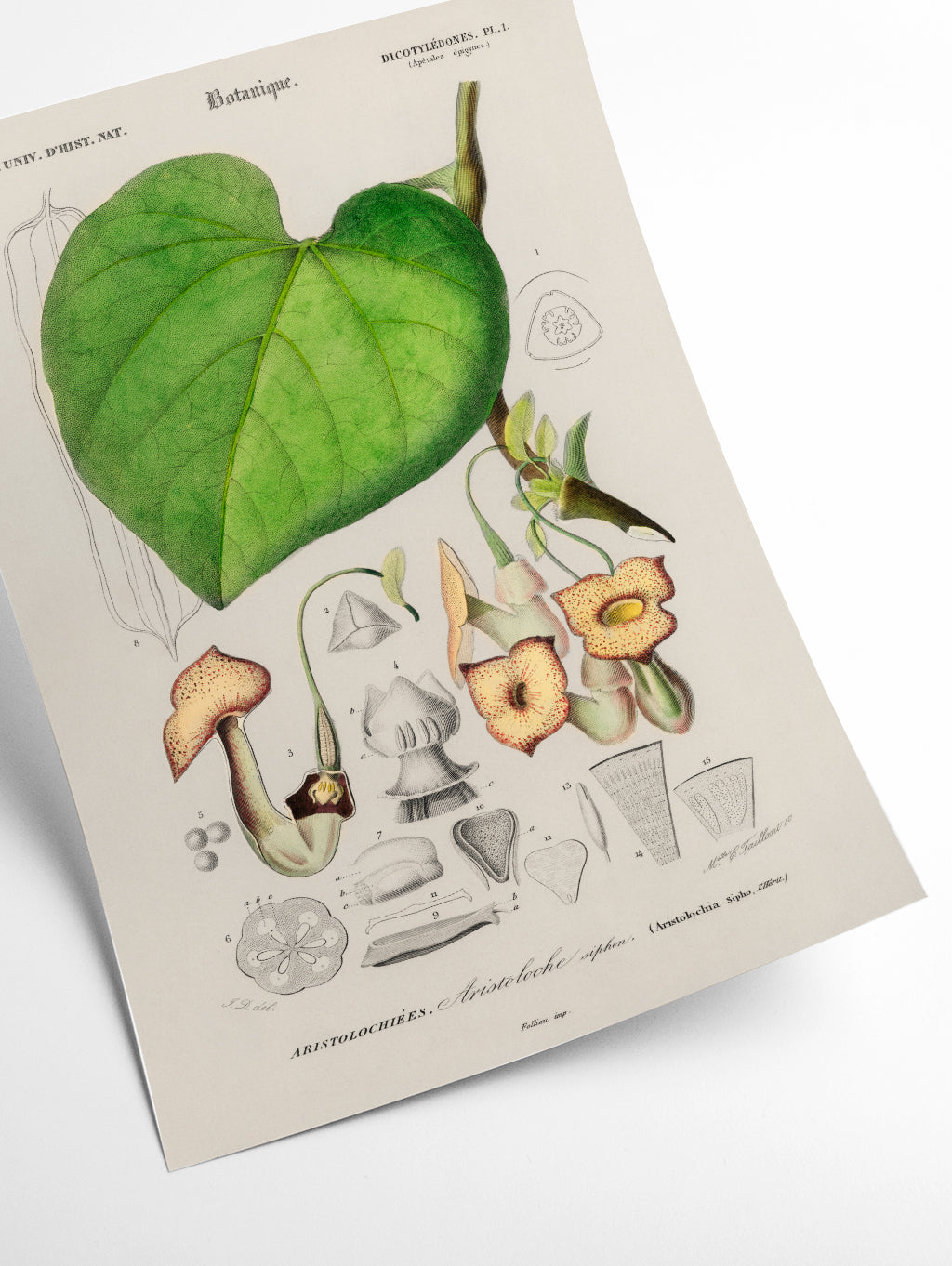 Pipevine