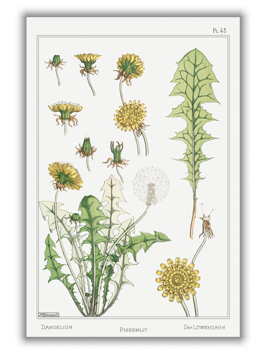 Pissenlit (dandelion) by Maurice Pillard Verneuil