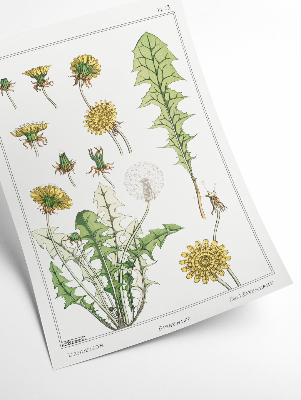 Pissenlit (dandelion) by Maurice Pillard Verneuil