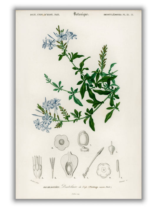 Plumbago Capensis