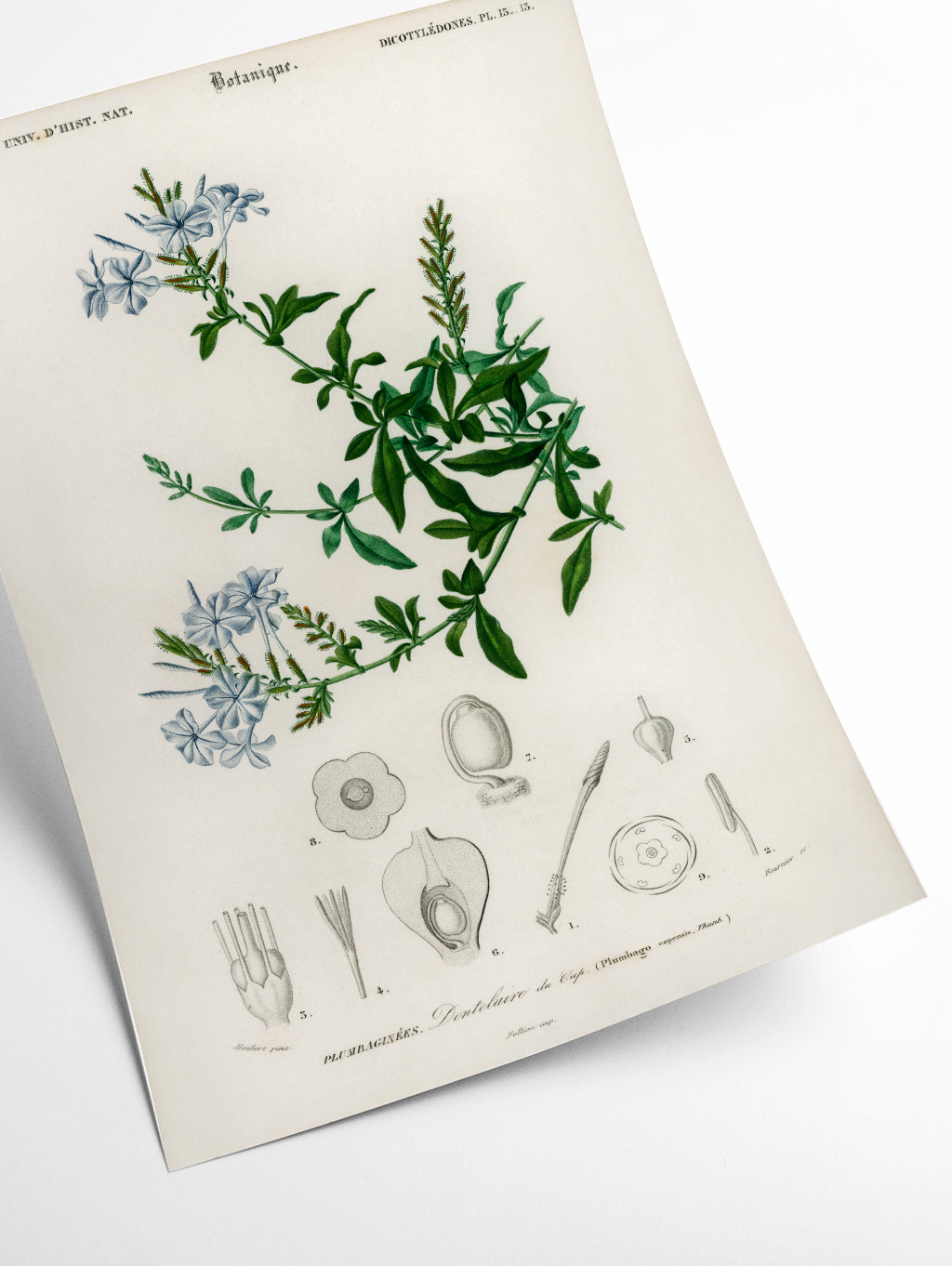 Plumbago Capensis