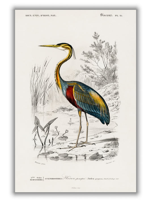 Purple heron