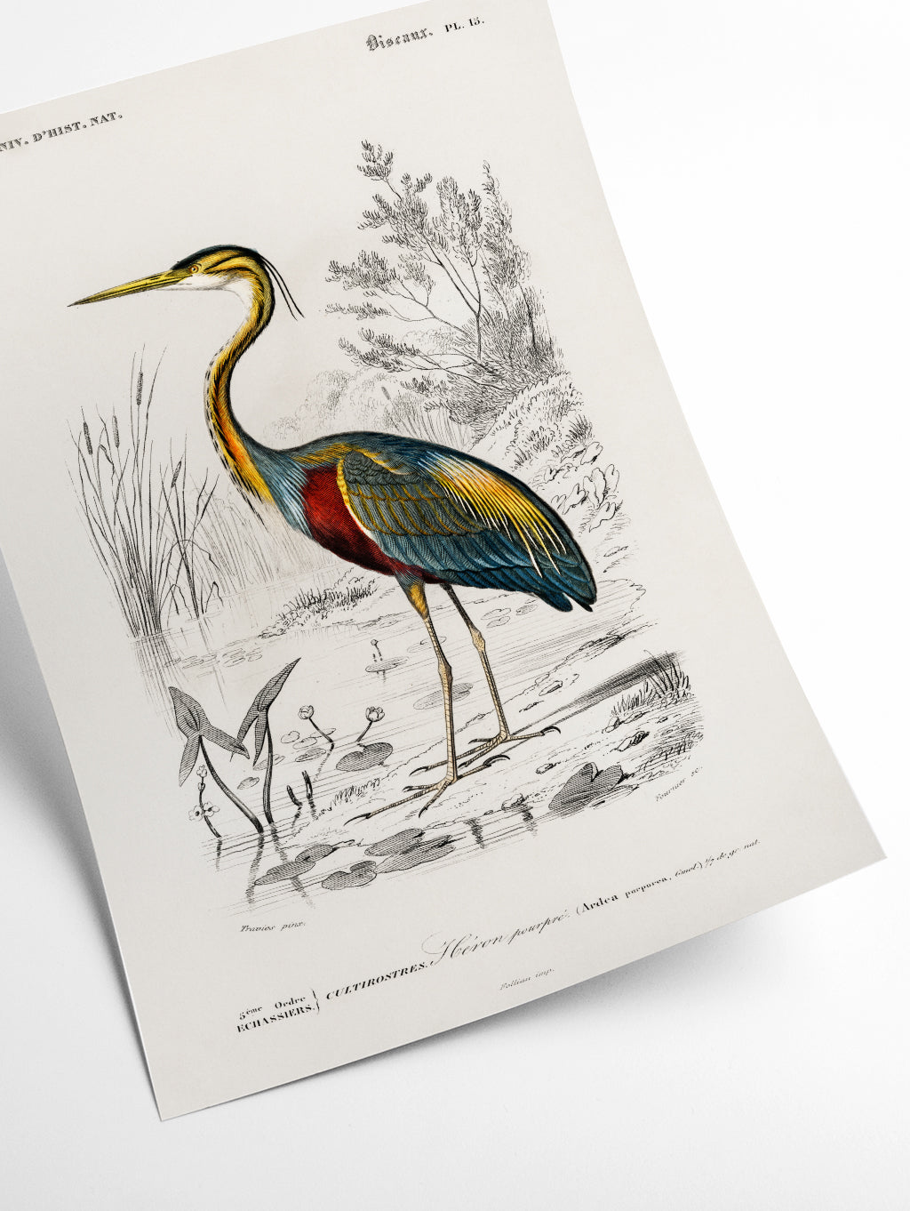 Purple heron