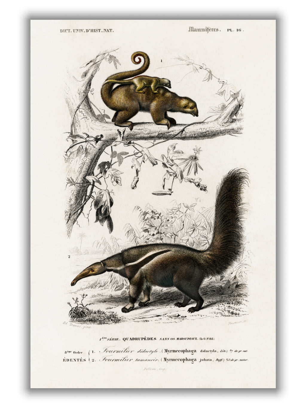 Pygmy anteater