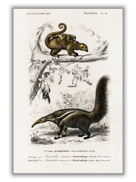Pygmy anteater