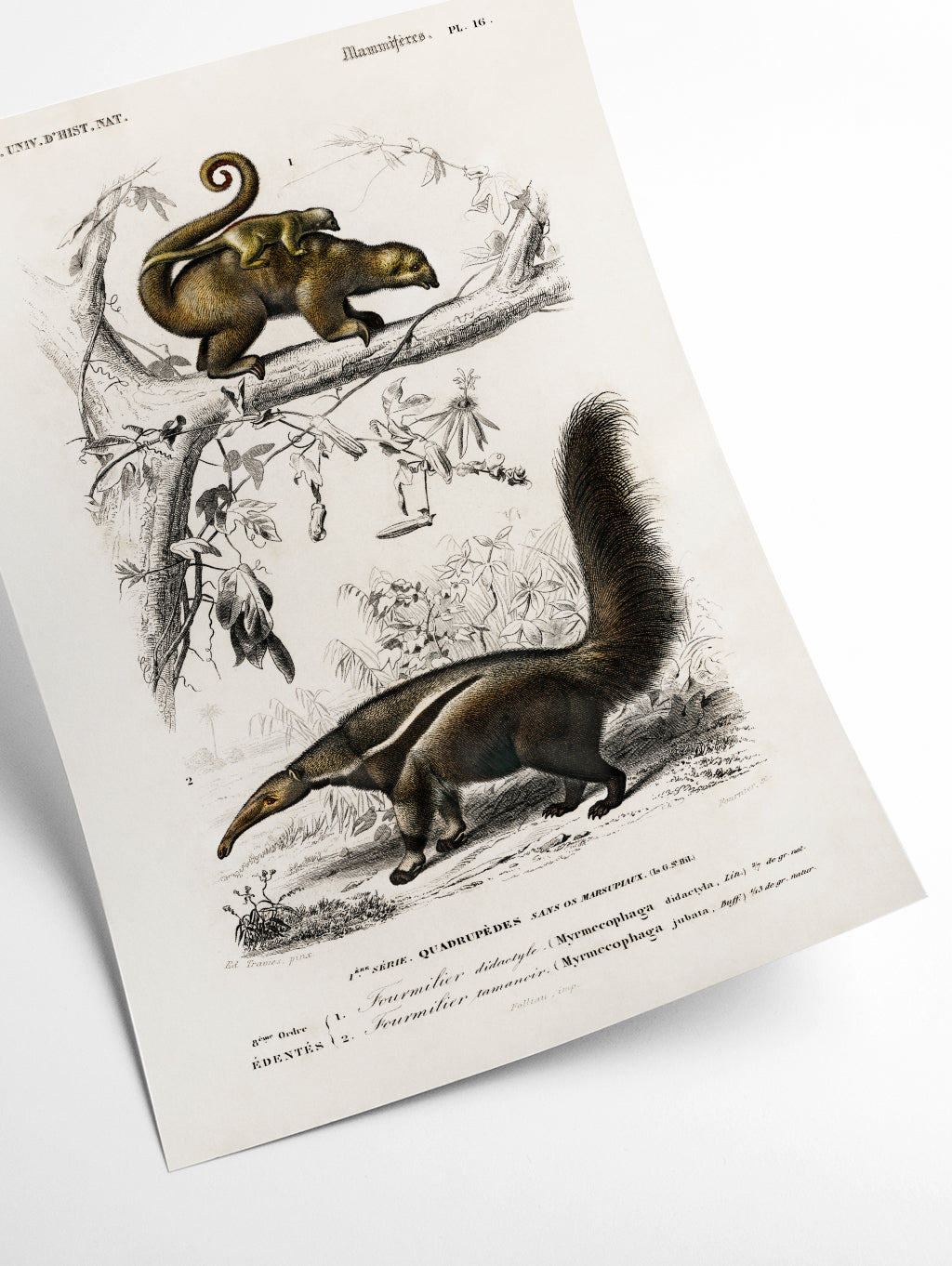 Pygmy anteater
