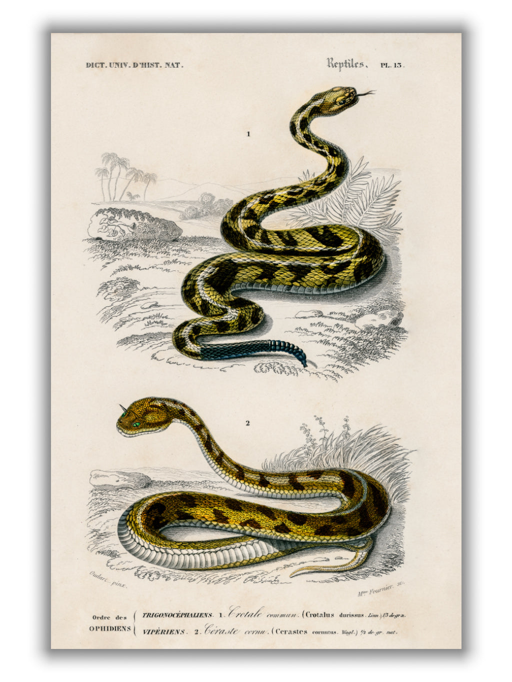 Rattlesnake (Crotale) and Saharan horned Viper (Cerastes)