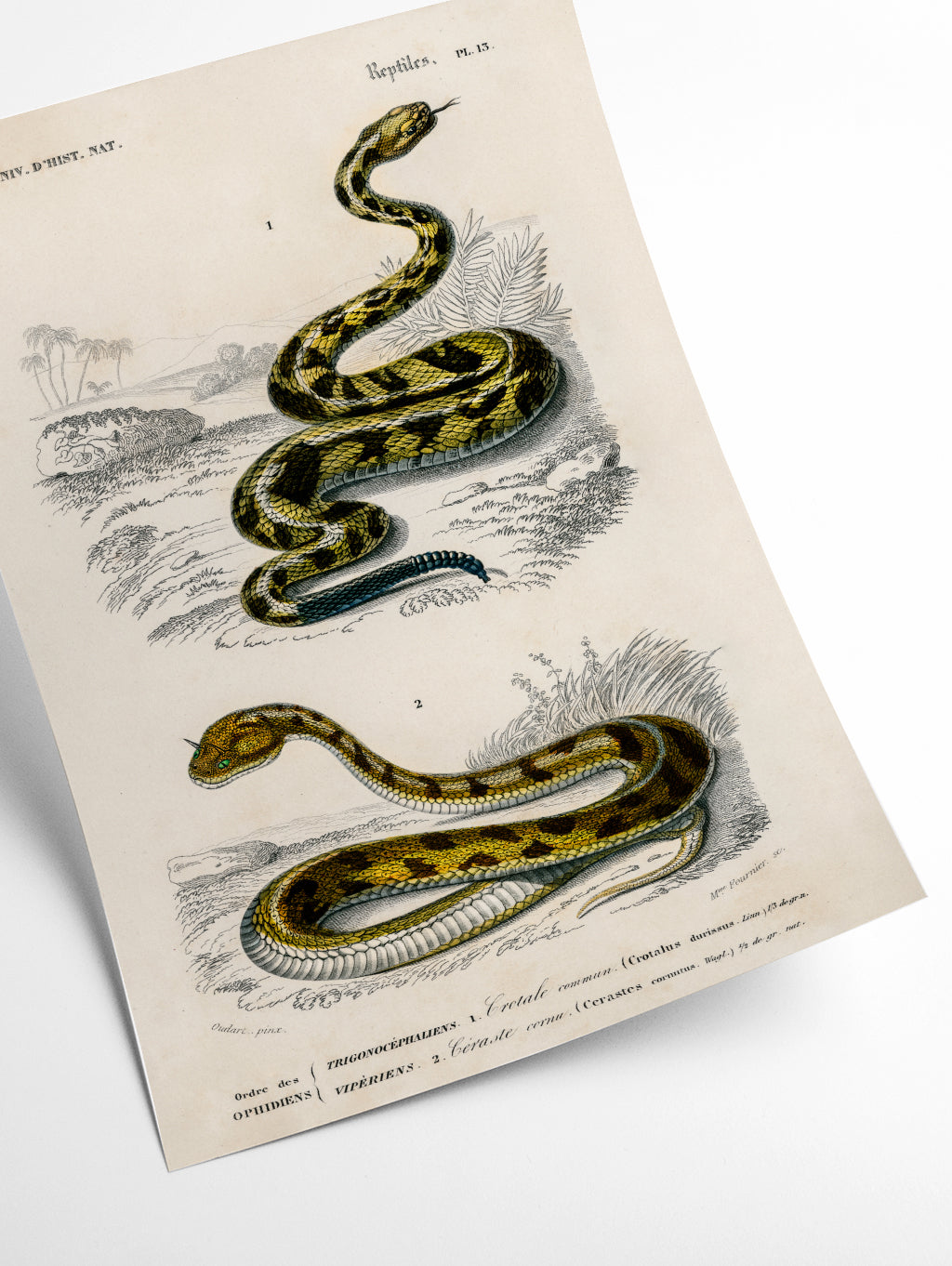 Rattlesnake (Crotale) and Saharan horned Viper (Cerastes)